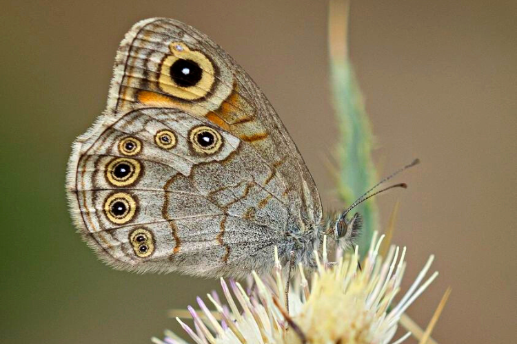 birding in india