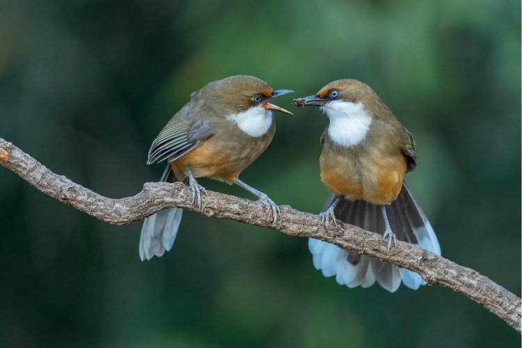 birdwatching in pangot