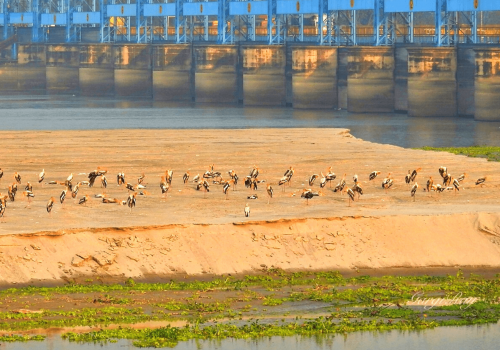 haiderpur_bird_sanctuary