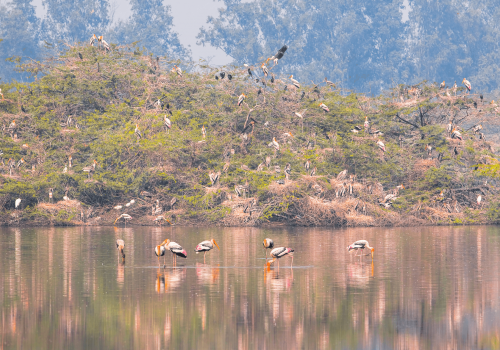 surajpur_bird_sanctuary