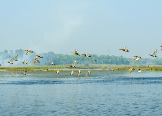 best time to visit okhla bird sanctuary