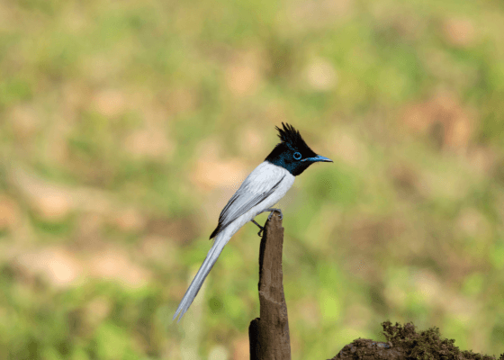best tour packages for jim corbett