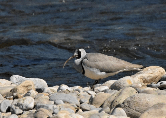 birding in jim corbett national park