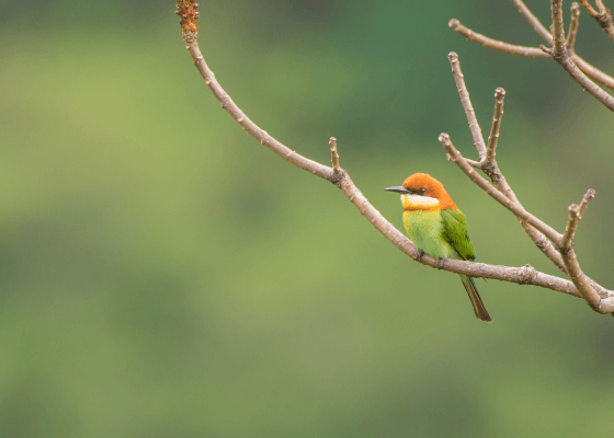 birding in sattal