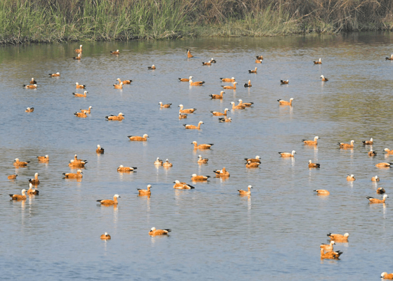 endangered species in jim corbett national park