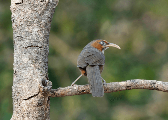 jim corbett national park tour package
