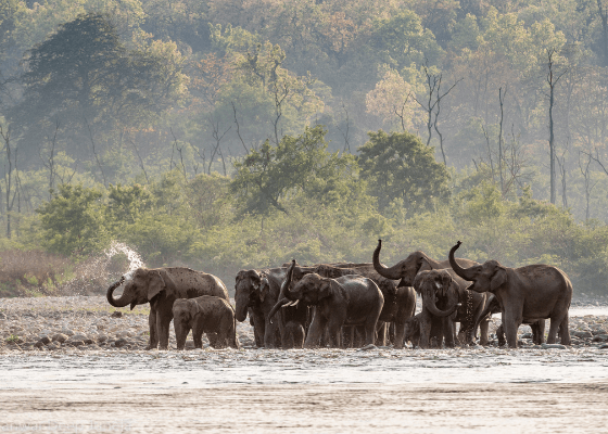 jim corbett safari booking