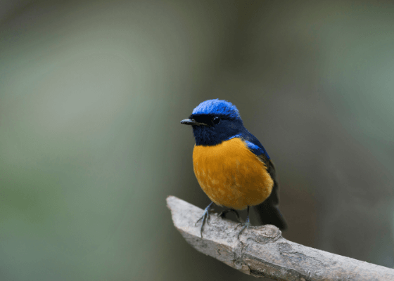 jim corbett tour package from delhi