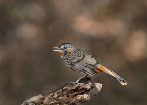 sattal birding tour packages