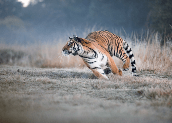 tiger reserve jim corbett