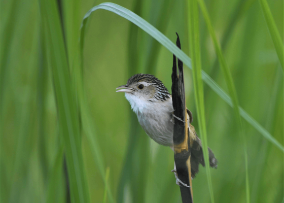 haiderpur bird sanctuary