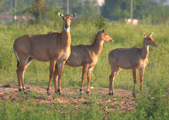 aravalli_hills_near_delhi