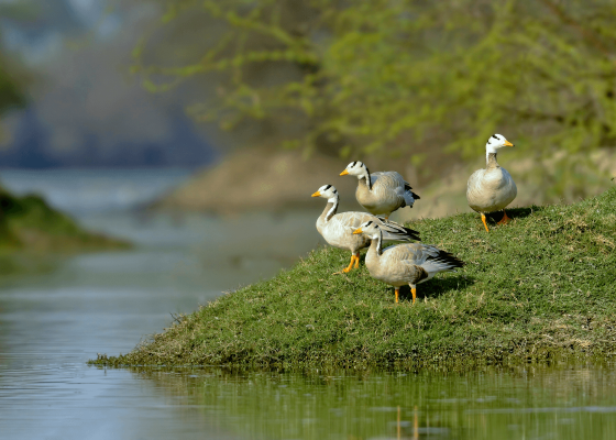 bharatpur bird sanctuary