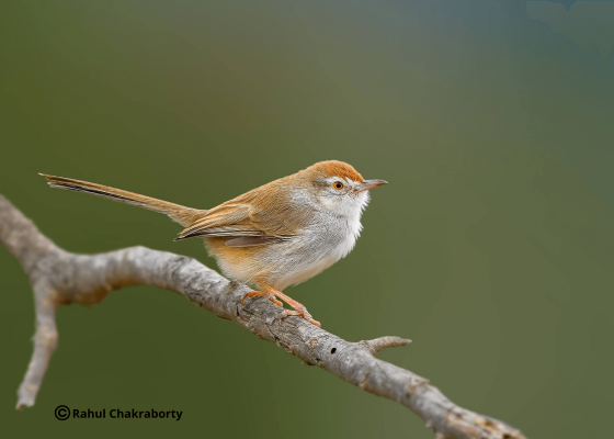 bird_photography_aravalli