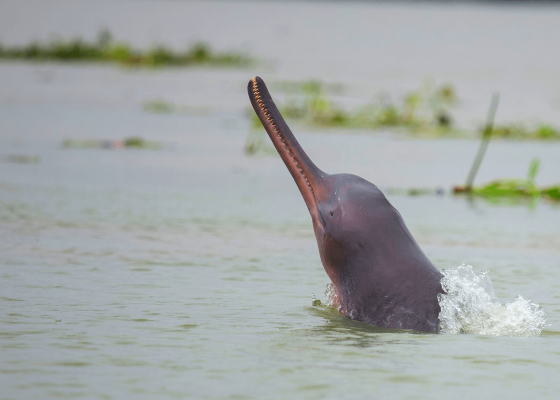 birding_haiderpur_wetland_river