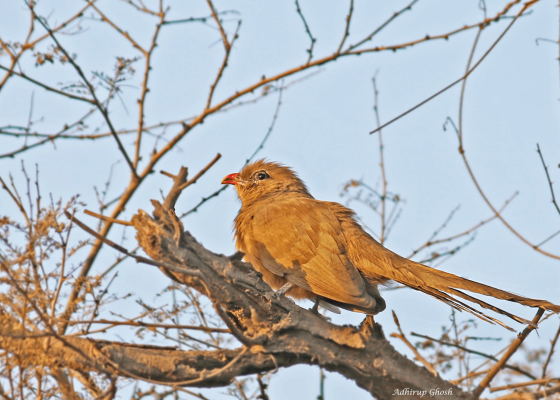 birding_in_aravalli_valley