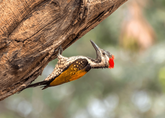 birding_in_delhi