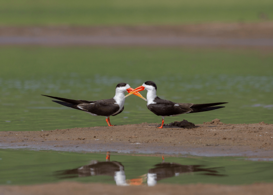 birding_in_haiderpur_wetlands