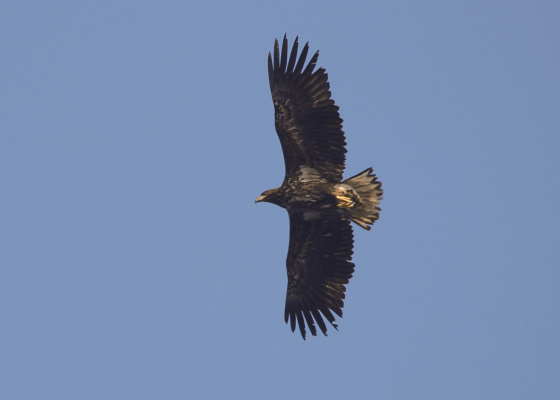 birding_spots_near_me