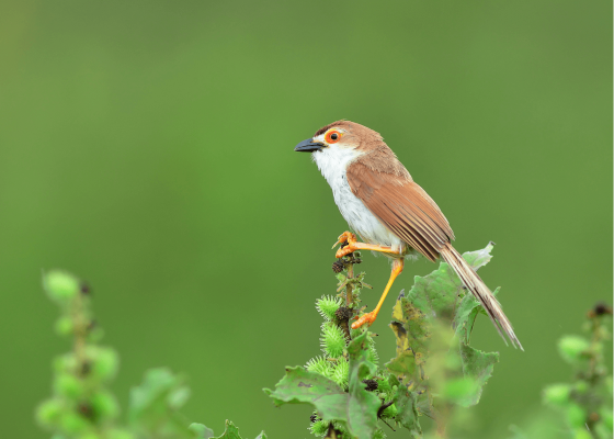 birdwatching_in_aravalli