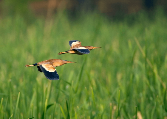 birdwatching_near_bijnor