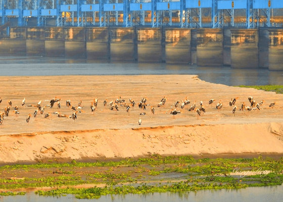 haiderpur_bird_sanctuary