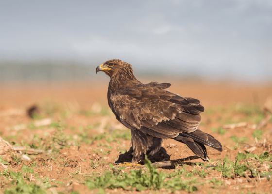 keoladeo_ghana_bird_sanctuary