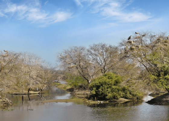 keoladeo_national_park