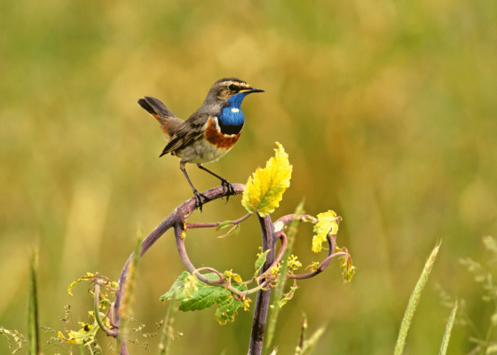 keoladeo_national_park_best_time_to_visit_near_delhi