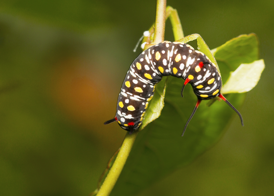 Butterfly caterpillar, Sanjay Gandhi National Park, Mumbai