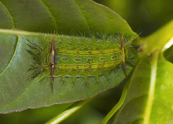 Nettle caterpillar, Sanjay Gandhi National Park, Maharashtra, India