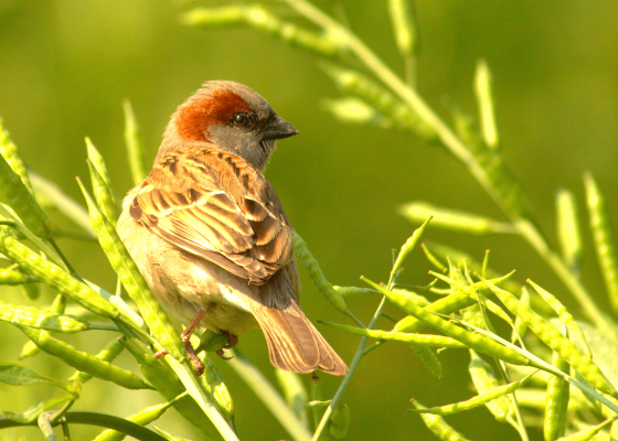 best_time_to_visi_okhla_bird_sanctuary