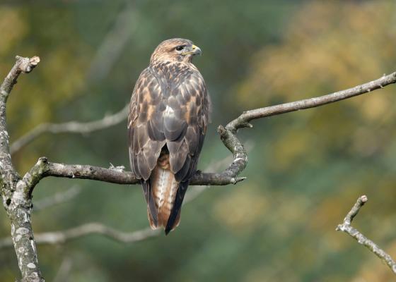 best_time_to_visit_surajpur_bird_sanctuary