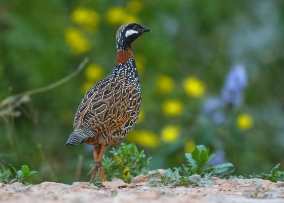 bird_sanctuary_near_delhi