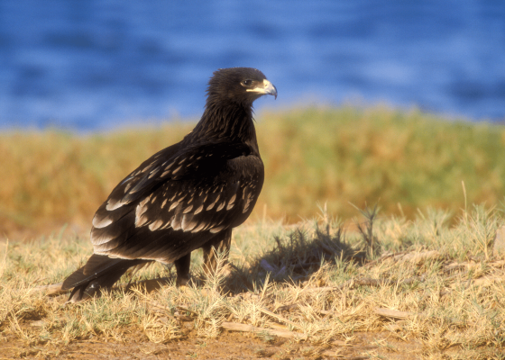 bird_sanctuary_near_me