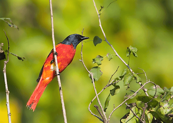 bird_watching_in_corbett_national_park