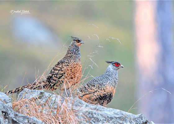 bird_watching_nainital