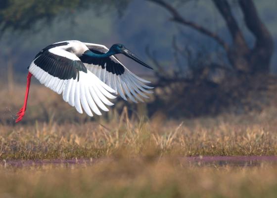 birding_in_delhi