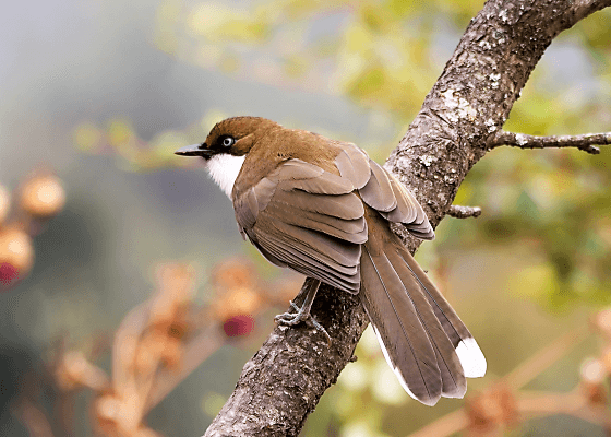 birding_in_nainital