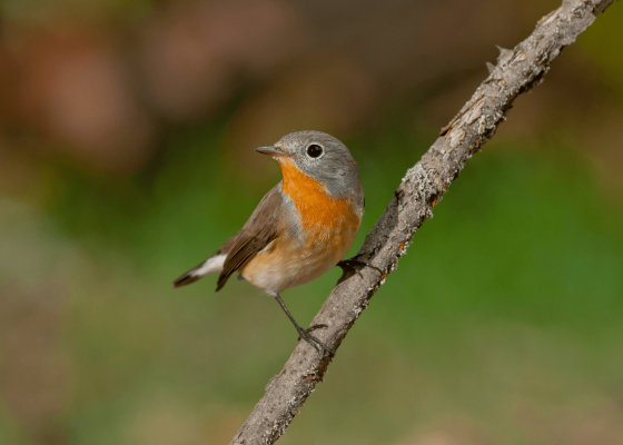 birding_in_sultanpur