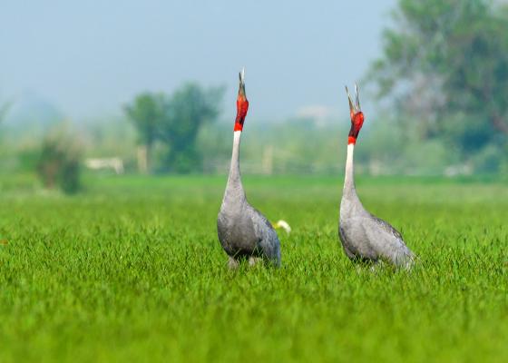 birding_near_bharatpur