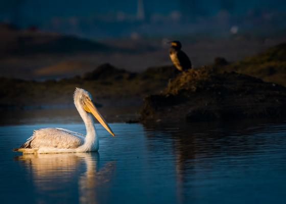 birding_spots_in_bharatpur