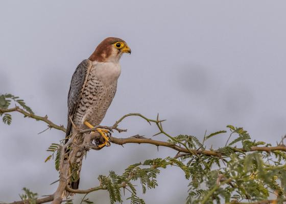 birdwatching_in_sultanpur