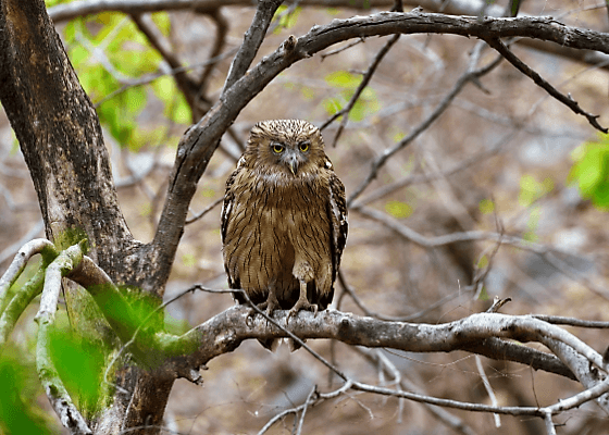 corbett_bird_watching_tour