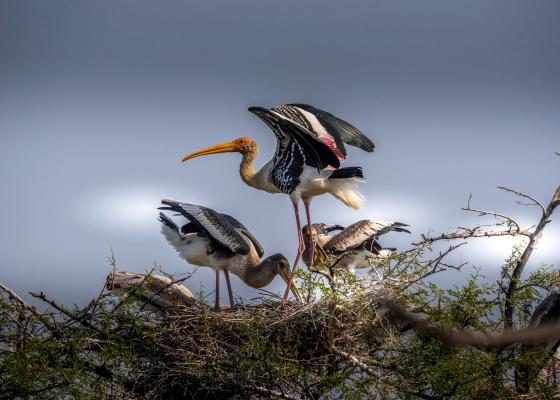 how_to_reach_bharatpur_bird_sanctuary