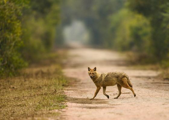 keoladeo_ghana_bird_sanctuary_near_delhi