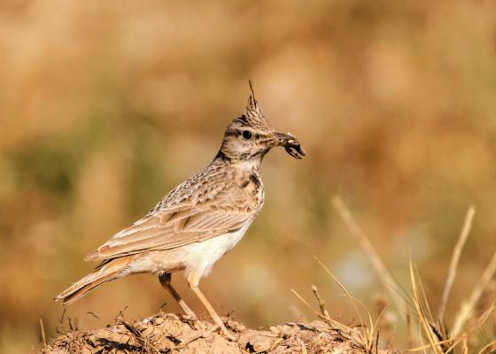 okhla_bird_sanctuary