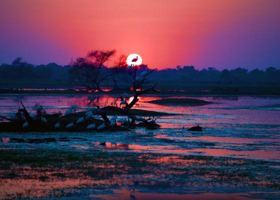 things_to_do_in_bharatpur_bird_sanctuary