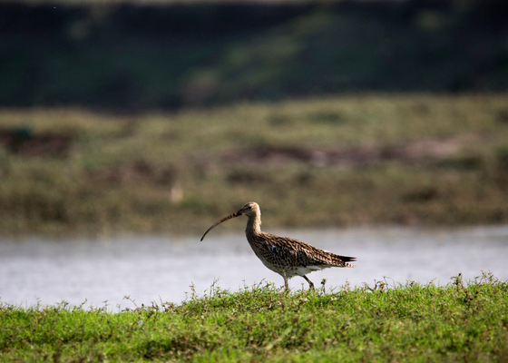 Eurasian curlew, Numenius arquata, Bhigwan, Pune district, Maharashtra, India