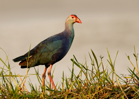 Purple Swamphen, Porphyrio porphyrio, Bhigwan Wetlands, Maharashtra, India